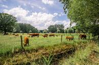 Historische woningfoto van De Scheifelaar 145, Veghel uit 2020