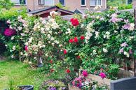 Foto van Staringstraat 21, Groningen