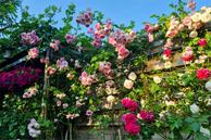 Foto van Staringstraat 21, Groningen